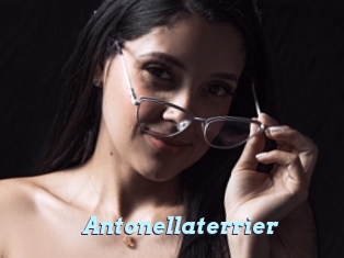 Antonellaterrier